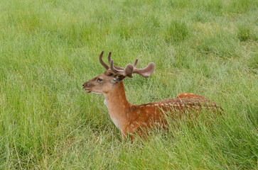 Naklejka na ściany i meble A lovely deer is lying on the green grass.