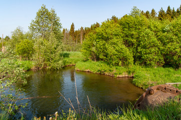 orest pond on a quiet summer day