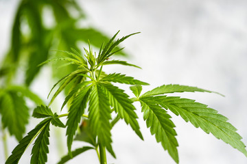 Industrial hemp cannabis plant against bright background