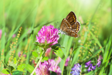 Pink with purple clover flowers among green grass close-up, beautiful natural background
