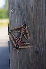 Sphinx ligustri Paarung Tarnung auf Holz Ligusterschw&auml;rmer