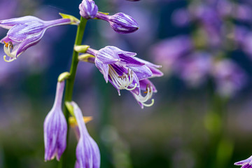 lavendar Hostas are starting to open up