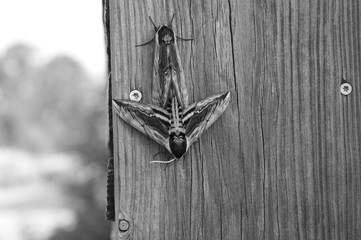 Sphinx ligustri Paarung schwarz weiss Tarnung auf Holz Ligusterschwärmer