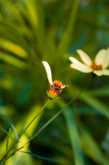 yellow flower