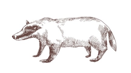 European badger hand drawn with outlines on white background © Good Studio