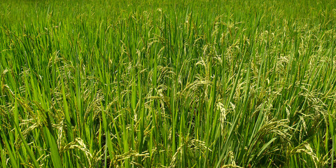View of green rice field