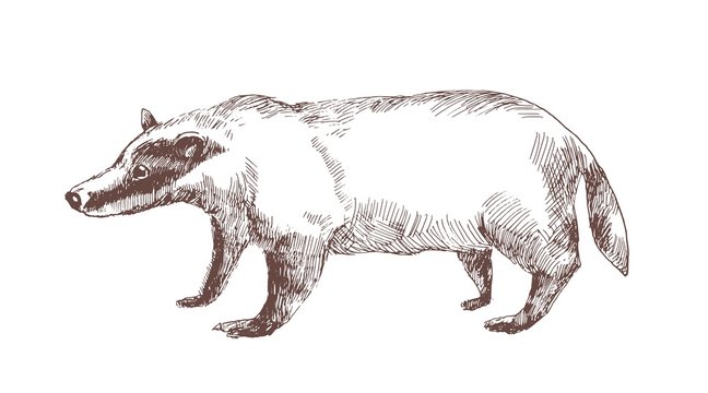 European badger hand drawn with outlines on white background