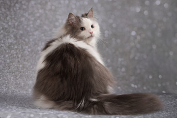 fluffy cat on a gray background
