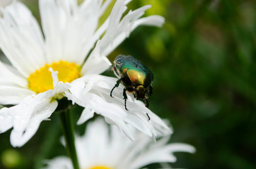 green bug on the flower