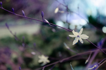 flowers in spring