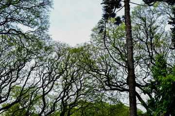 naturaleza