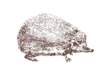 Adorable hedgehog hand drawn with contour lines on white background © Good Studio