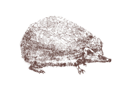 Adorable hedgehog hand drawn with contour lines on white background