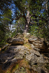 Fototapeta na wymiar Mountain pine tree in a Spanish Pyrenees