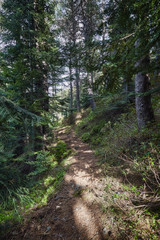 Fototapeta na wymiar Small road in mountain pine forest in a Spanish Pyrenees
