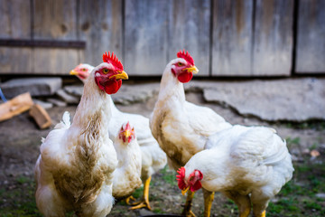 White chickens in a farm (looking curious).
