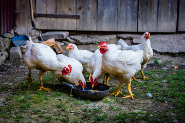White chickens in a farm (eating food).
