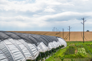 Strommasten ziehen sich durchs Feld