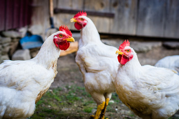 White chickens in a countryside farm