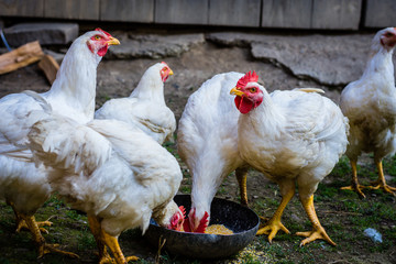Group of white chickens in a farm