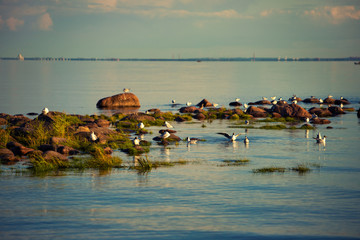 seagulls on the rocks of Baltic sea