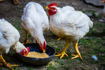 White chickens eating food
