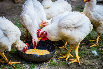 White chickens in a farm (eating).