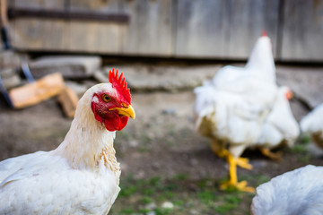 White chickens in a farm