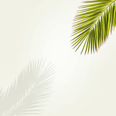 Fototapeta na wymiar Summer coconuts palm leaves and shadow 