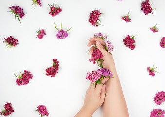 Plakat female hands with light smooth skin and buds of a blossoming Turkish carnation on a white background
