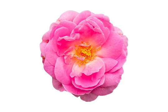 Pink of Damask Rose flower