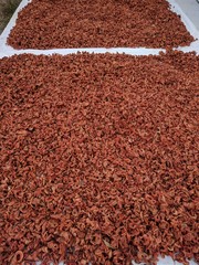 Reddish brown nutmeg fruit drying naturally under the sun