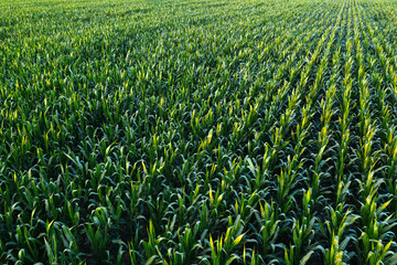Aerial view of green corn crops field