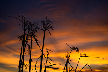 Fototapeta premium Silhouette flower grass with twilight sky background.