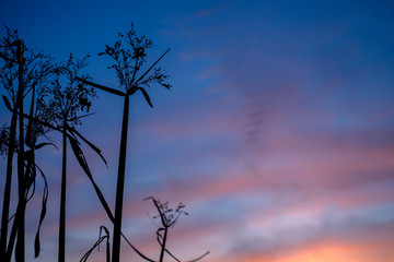 Silhouette flower grass with twilight sky background.