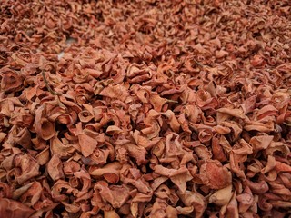 Reddish brown nutmeg fruit drying naturally under the sun