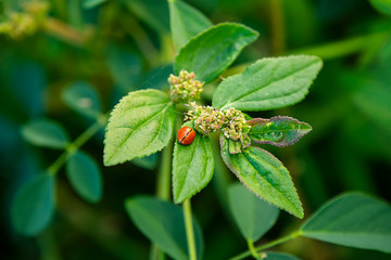 Garden Spurge flower with leaves.