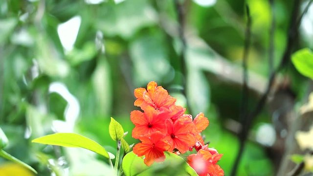 Geiger tree or cordia has red orange flowers and blue background1