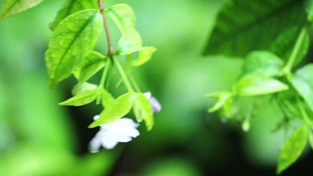 Moke or  Wrightia religiosa white flower and rain fall and blue garden background