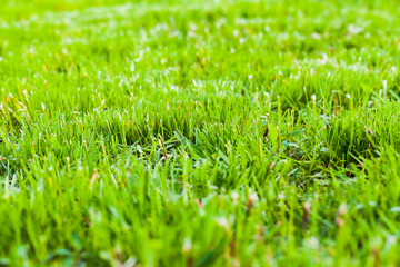 Fresh green grass background, close up