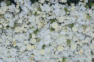 Background of white flowers