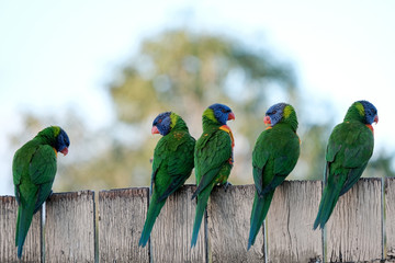 Obraz premium Lorikeet Queensland Australia 