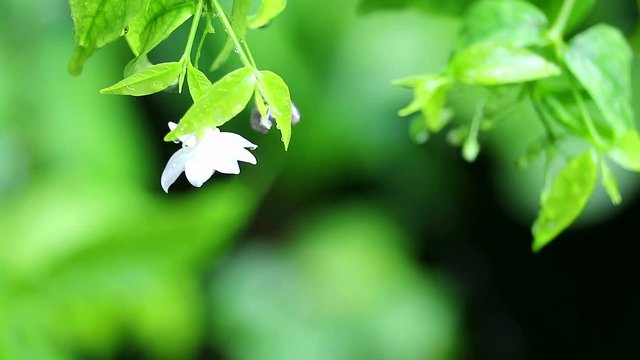 Moke or Wrightia religiosa white flower during rain fall and blur garden background