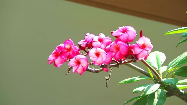 pink white plumeria flower blooming in garden beside house