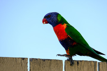 Lorikeet Queensland Australia 