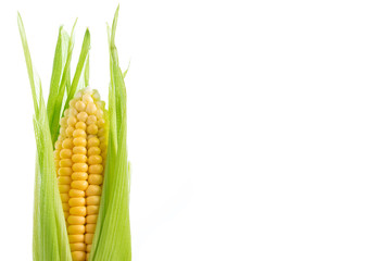 One ripe corn cob isolated on white background, horizontal
