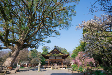 京都　平野神社の御神木と桜
