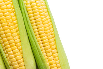 Two organic corn cobs on white background, diagonal position
