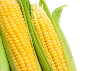 Golden sweet corn cobs on white background