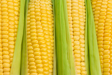 Close up of corn cobs, wallpaper